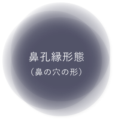 鼻孔縁形態（鼻の穴の形）